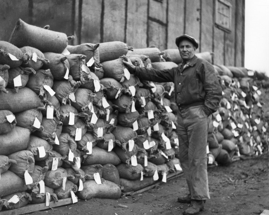 Sacks of pitchblende concentrate at Port Radium awaiting shipment to Port Hope, 1939. NWT